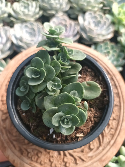 Sedum spp
