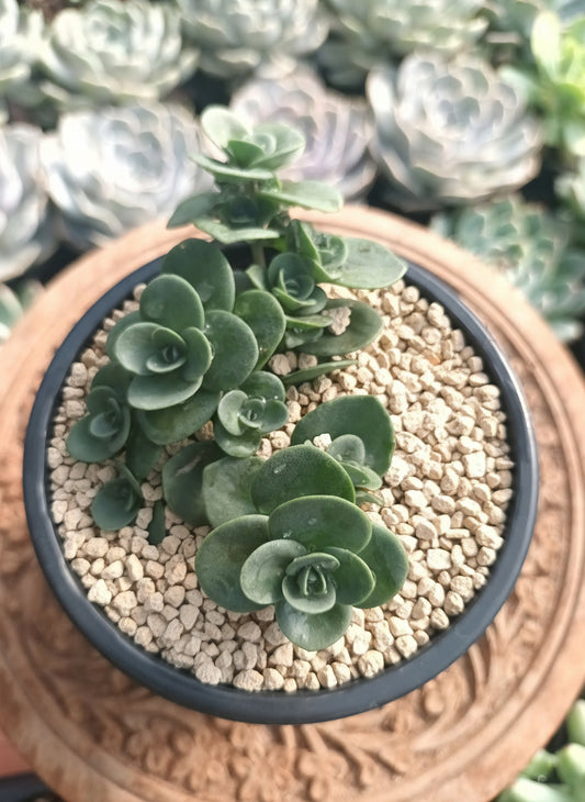 Sedum spp