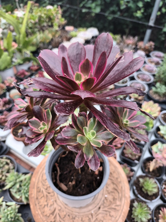Aeonium Eden