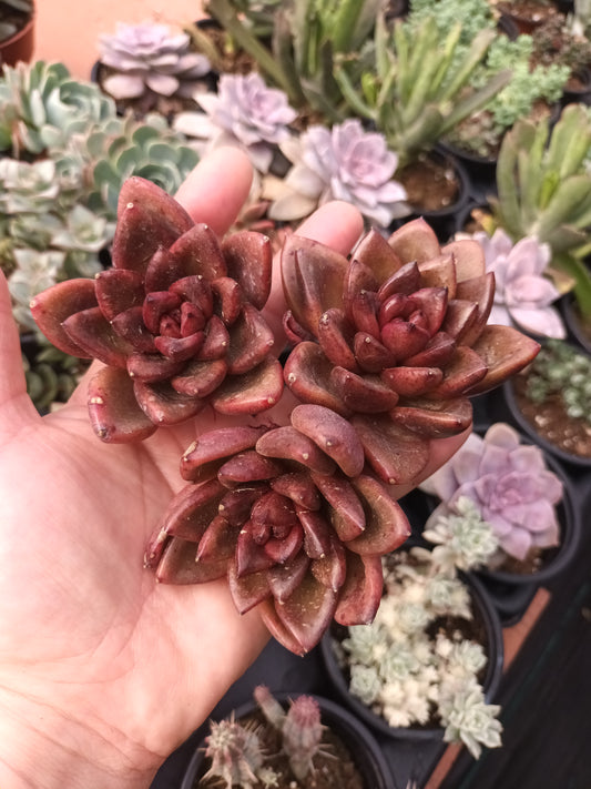 Echeveria 'Nike'