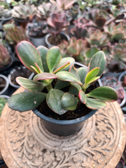 Crassula ovata hummel's sunset variegata