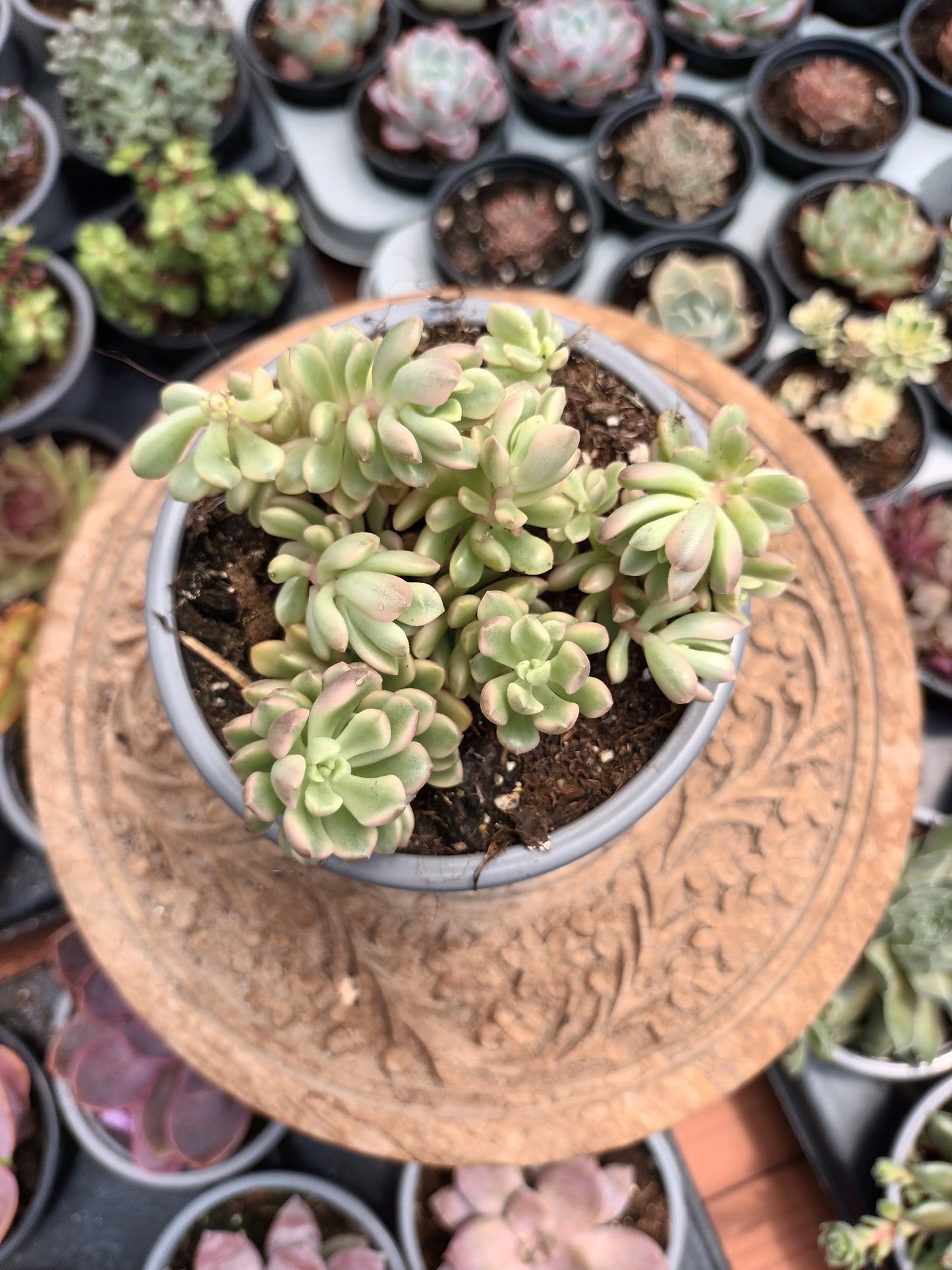 Sedum Joice Tulloch Variegata