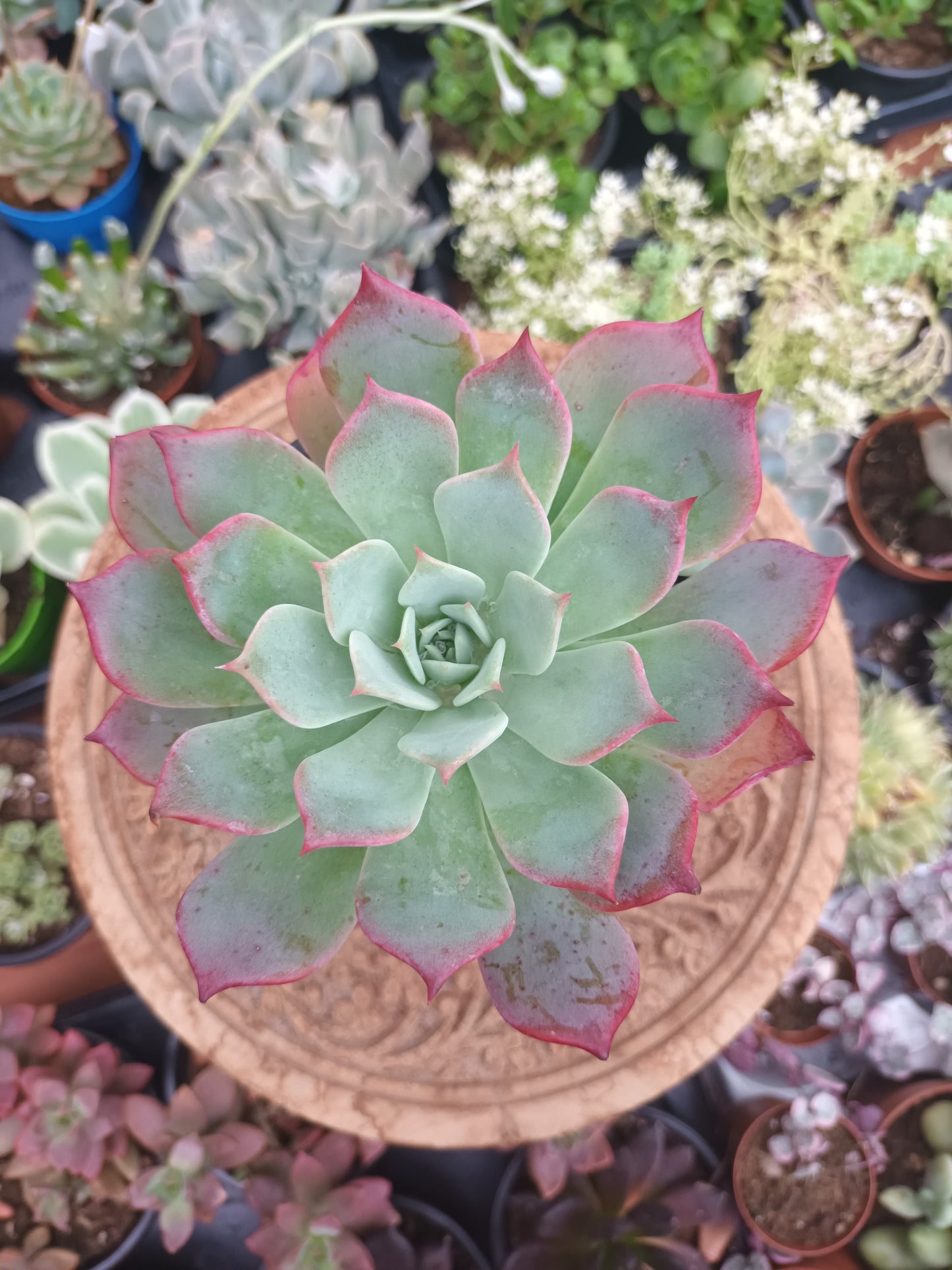 Echeveria laurensis azulita