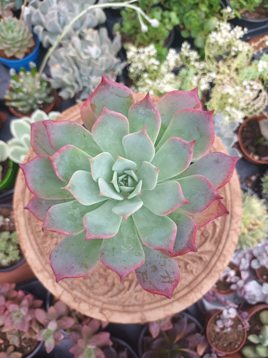 Echeveria laurensis azulita