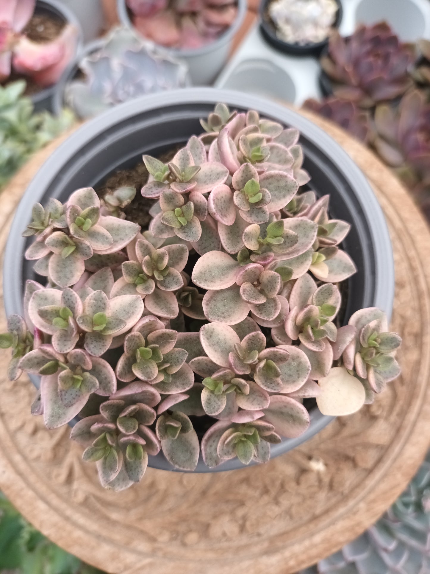 Crassula Volkensii F.Variegata