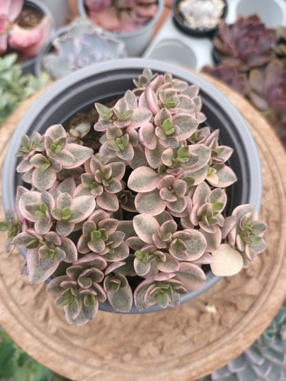 Crassula Volkensii F.Variegata