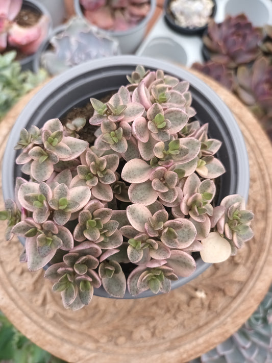 Crassula Volkensii F.Variegata