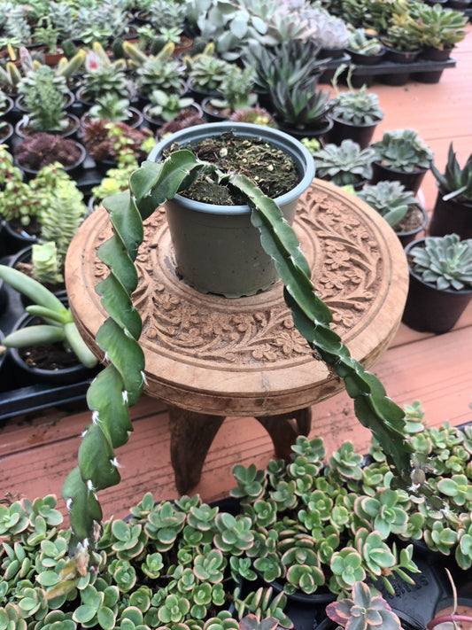 Lepismium cruciformis spiralis o cactus rabo de cerdo