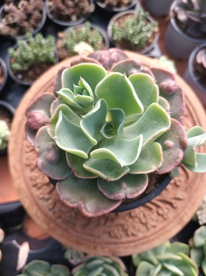 Echeveria Raindrops