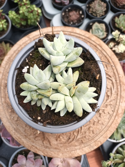 Crassula cornuta var. Decepton