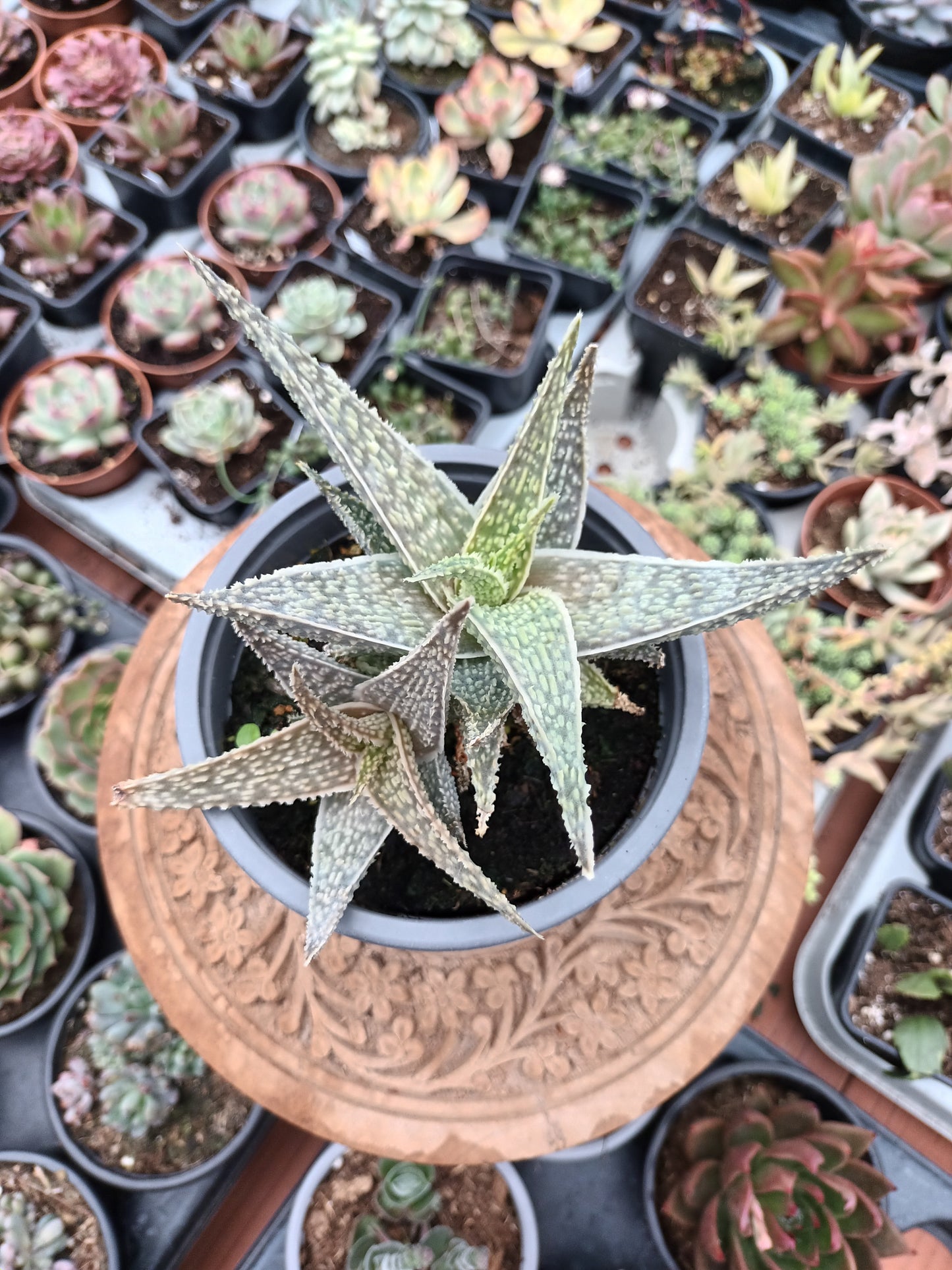 Aloe ‘White Lightning'