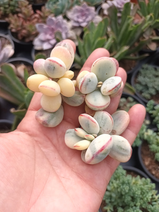Cotyledon oophylla variegata