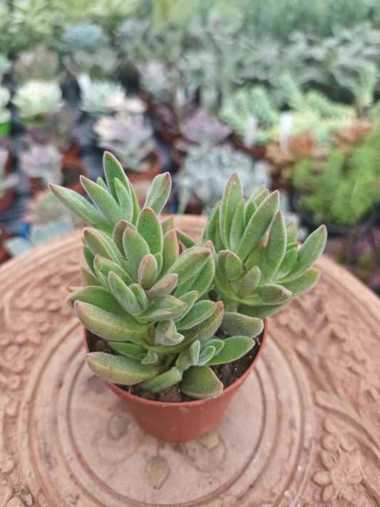 Crassula spp.