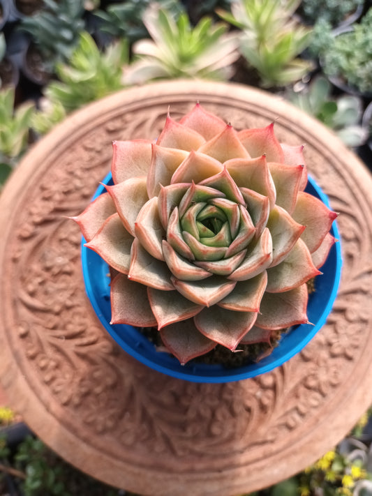 Echeveria 'Blue Bird' x 'purposum'