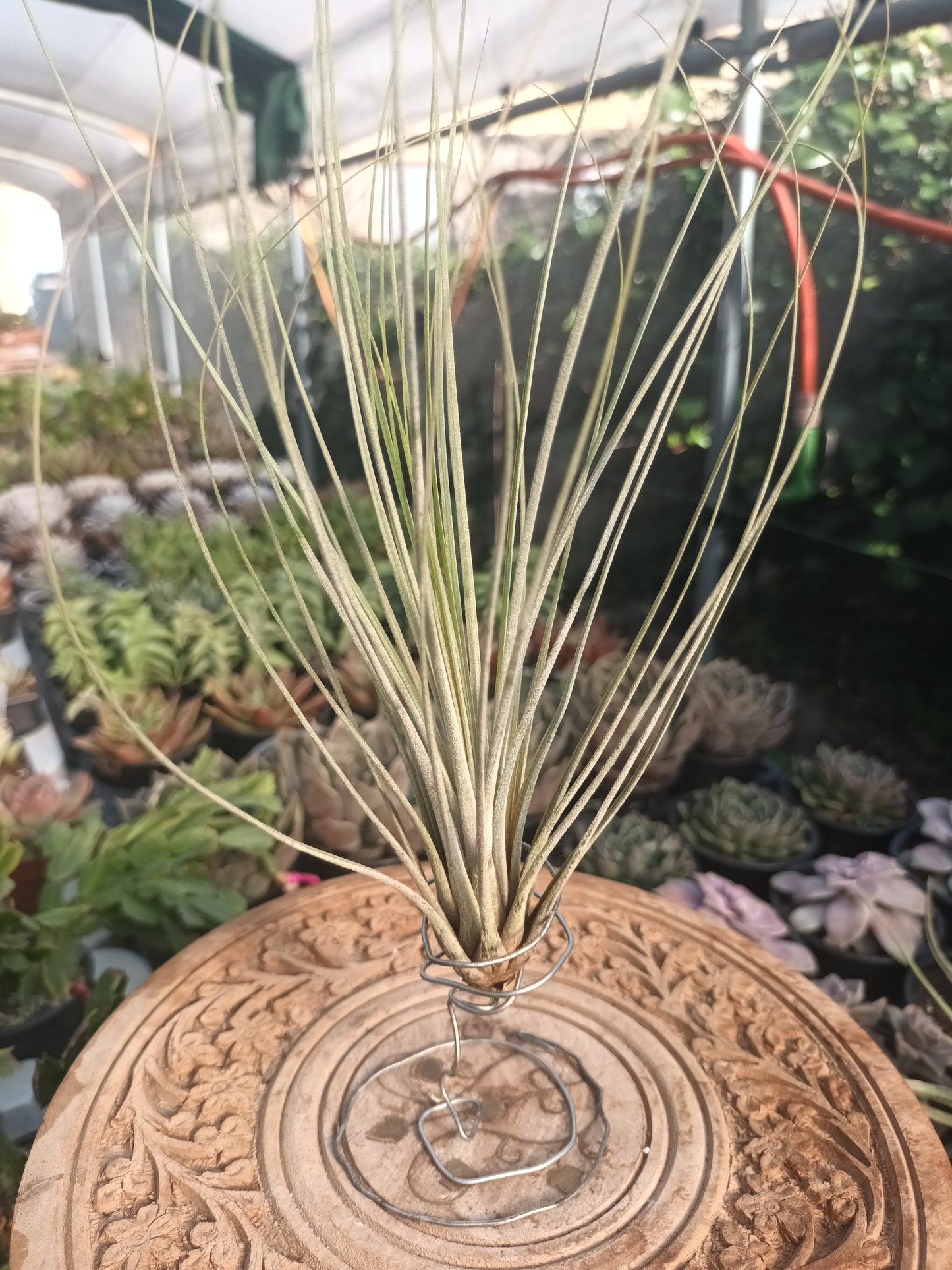 Tillandsia juncea-M