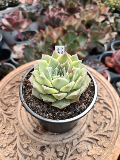 Echeveria hyalina Victoria Guanajuato