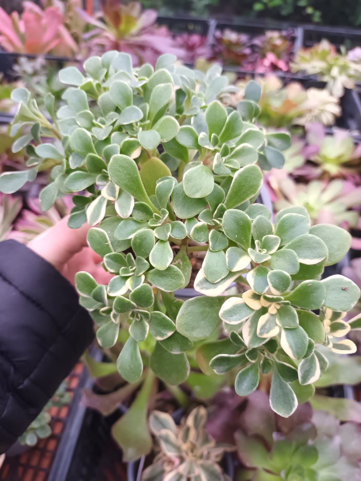 Aeonium Domesticum Variegata