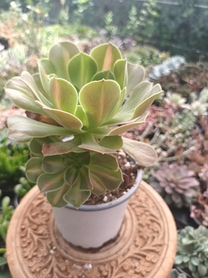 Aeonium pink witch middle
