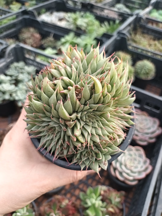 Graptoveria silverstar
