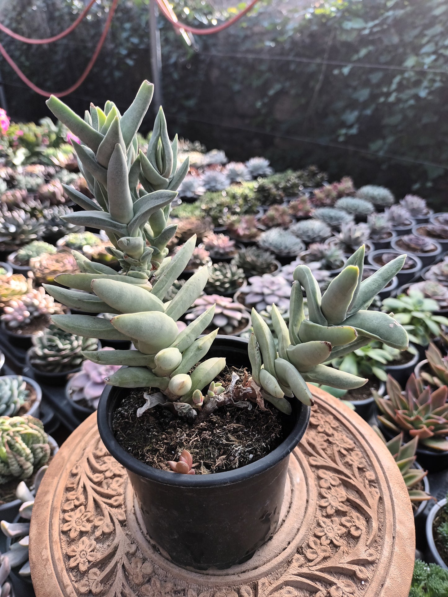 Crassula falcata minor