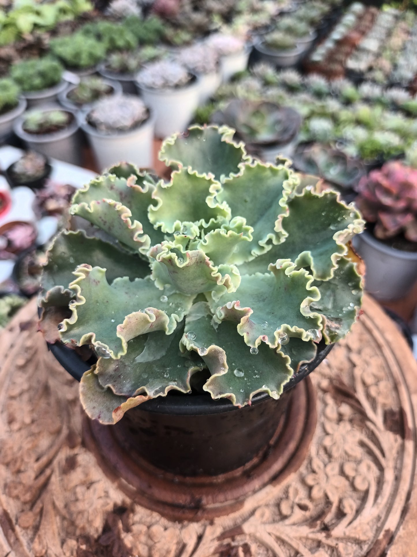 Echeveria Blue Waves