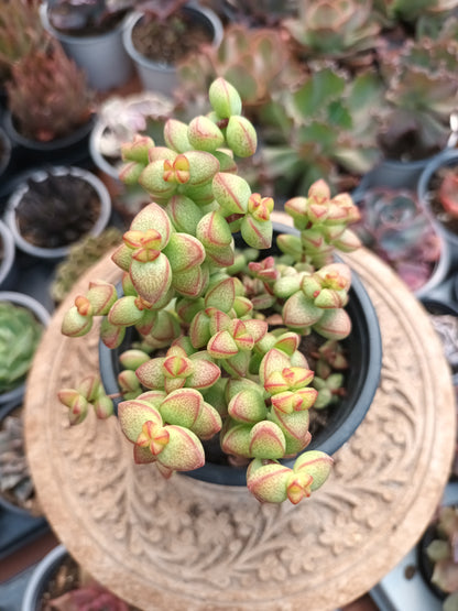 Crassula rupestris var. monticola