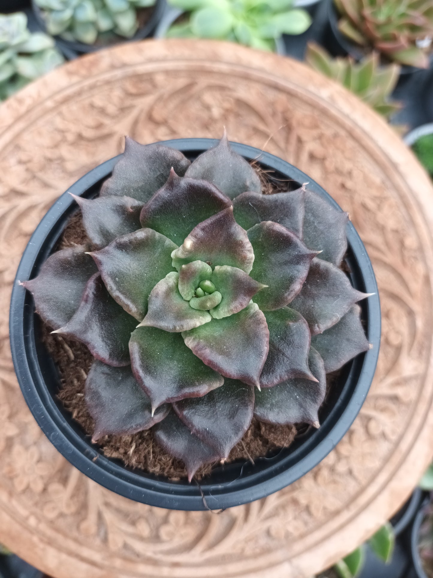 Echeveria black madiba