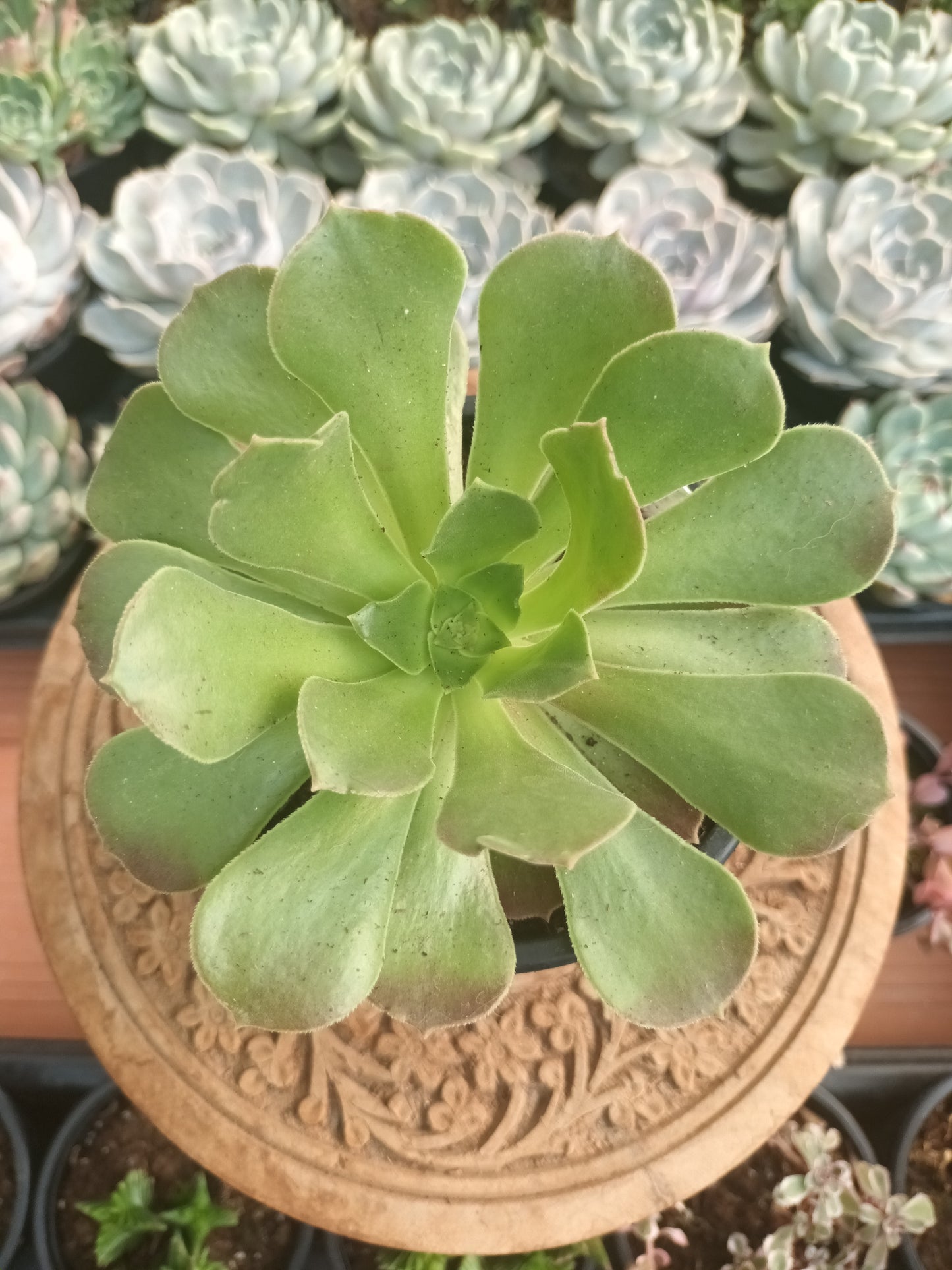 Aeonium athenea