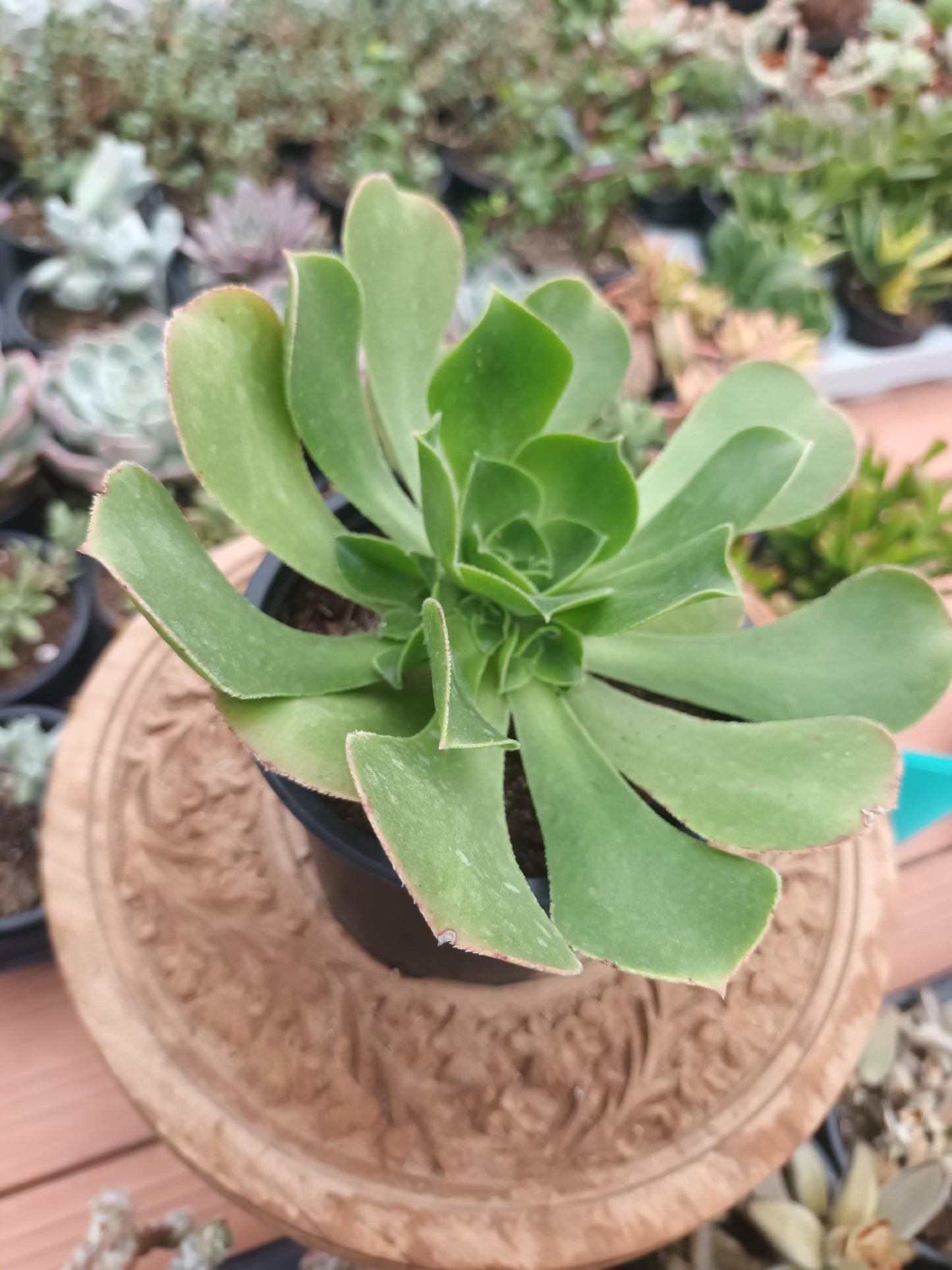 Aeonium canariense hybrid 'Pink form'