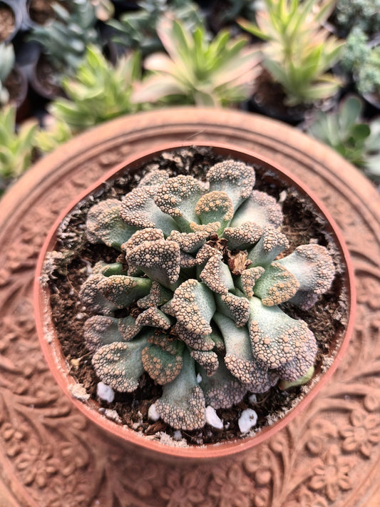 Titanopsis calcarea