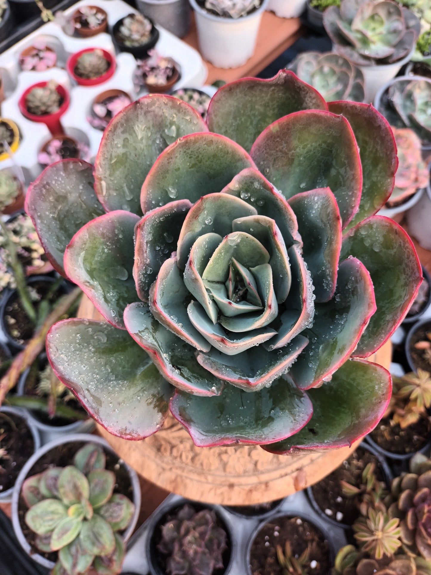Echeveria green pacific
