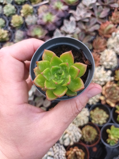 Sedeveria letizia