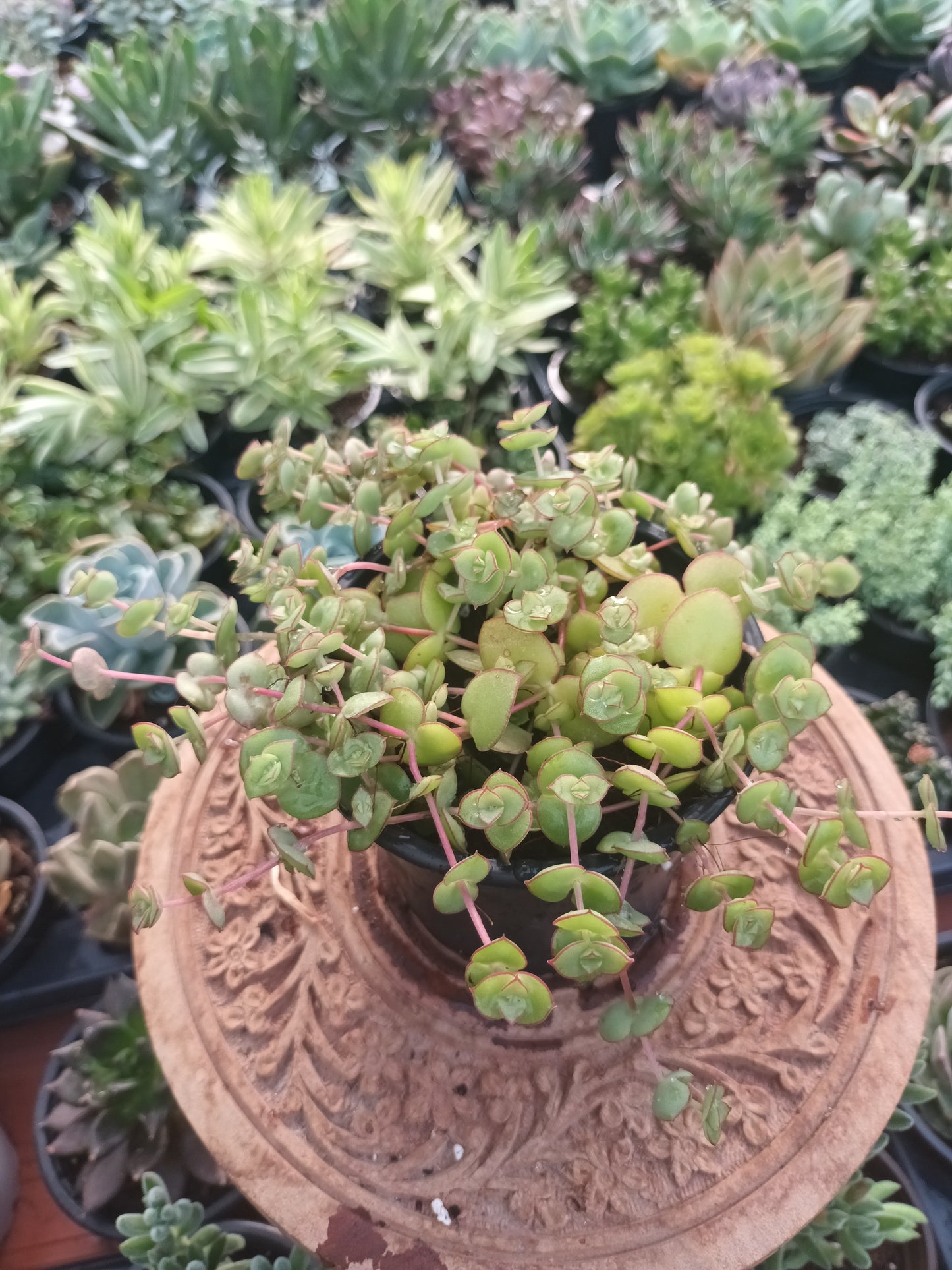 Crassula pellucida