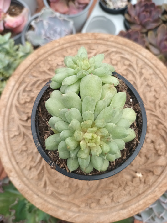 Echeveria Irish mint
