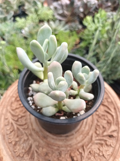 Pachyphytum glutinicaule