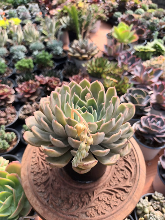 Echeveria Summer