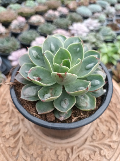 Echeveria Raindrops