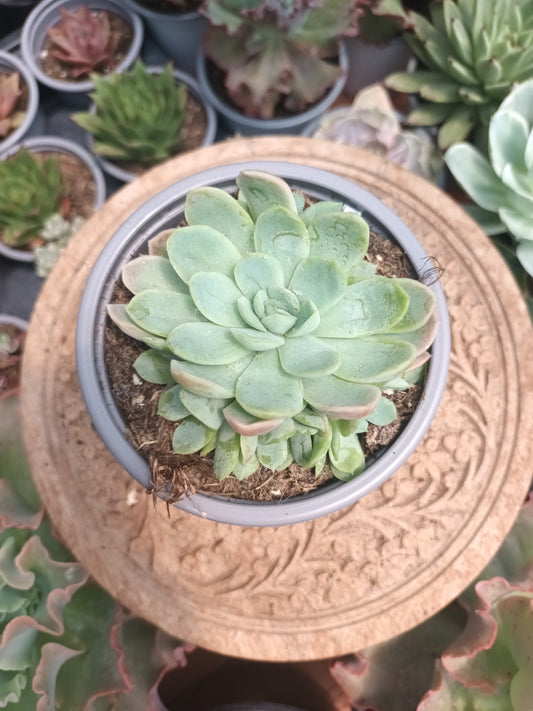 Echeveria Elegans