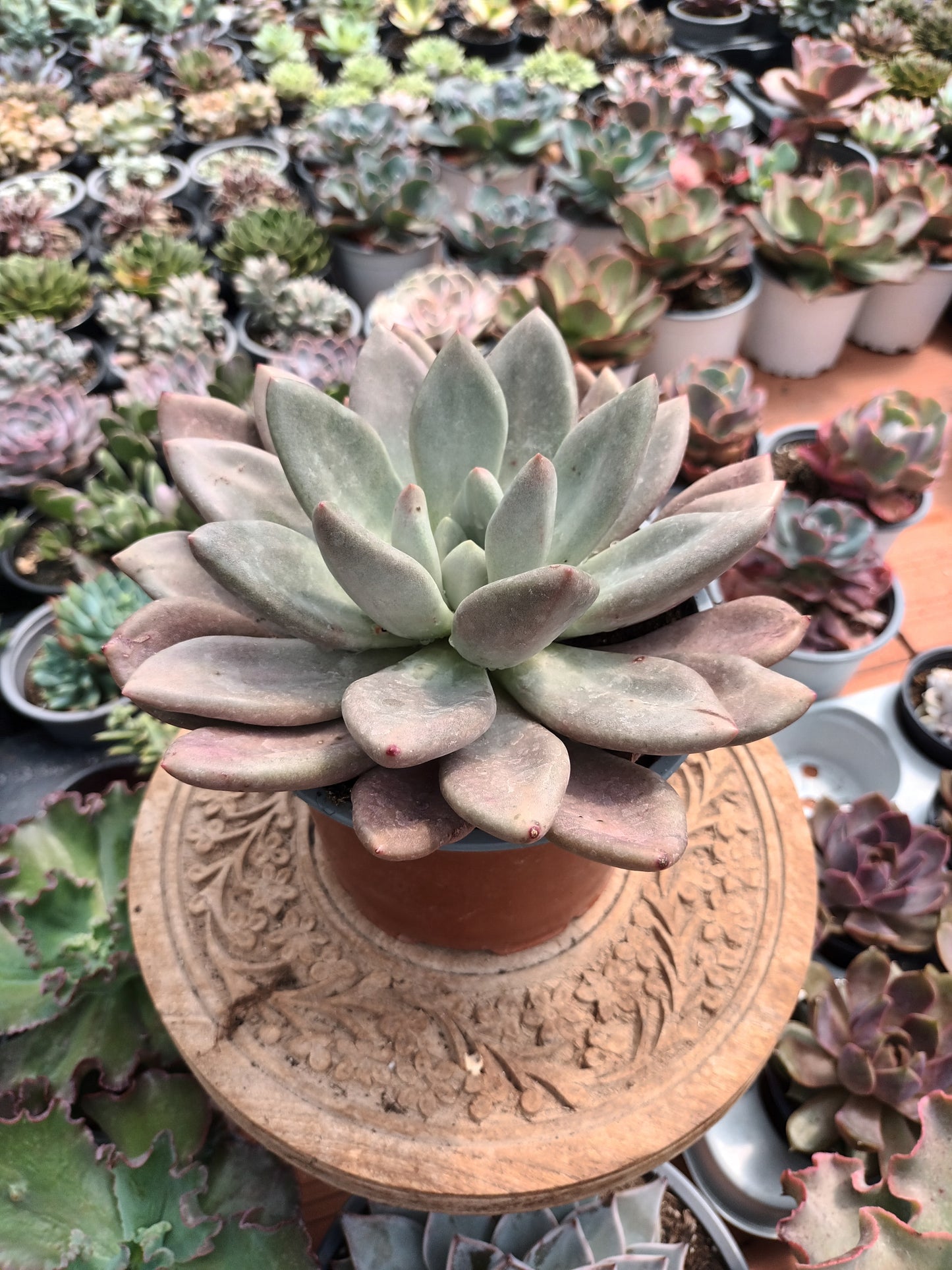 Graptoveria Pink Dona
