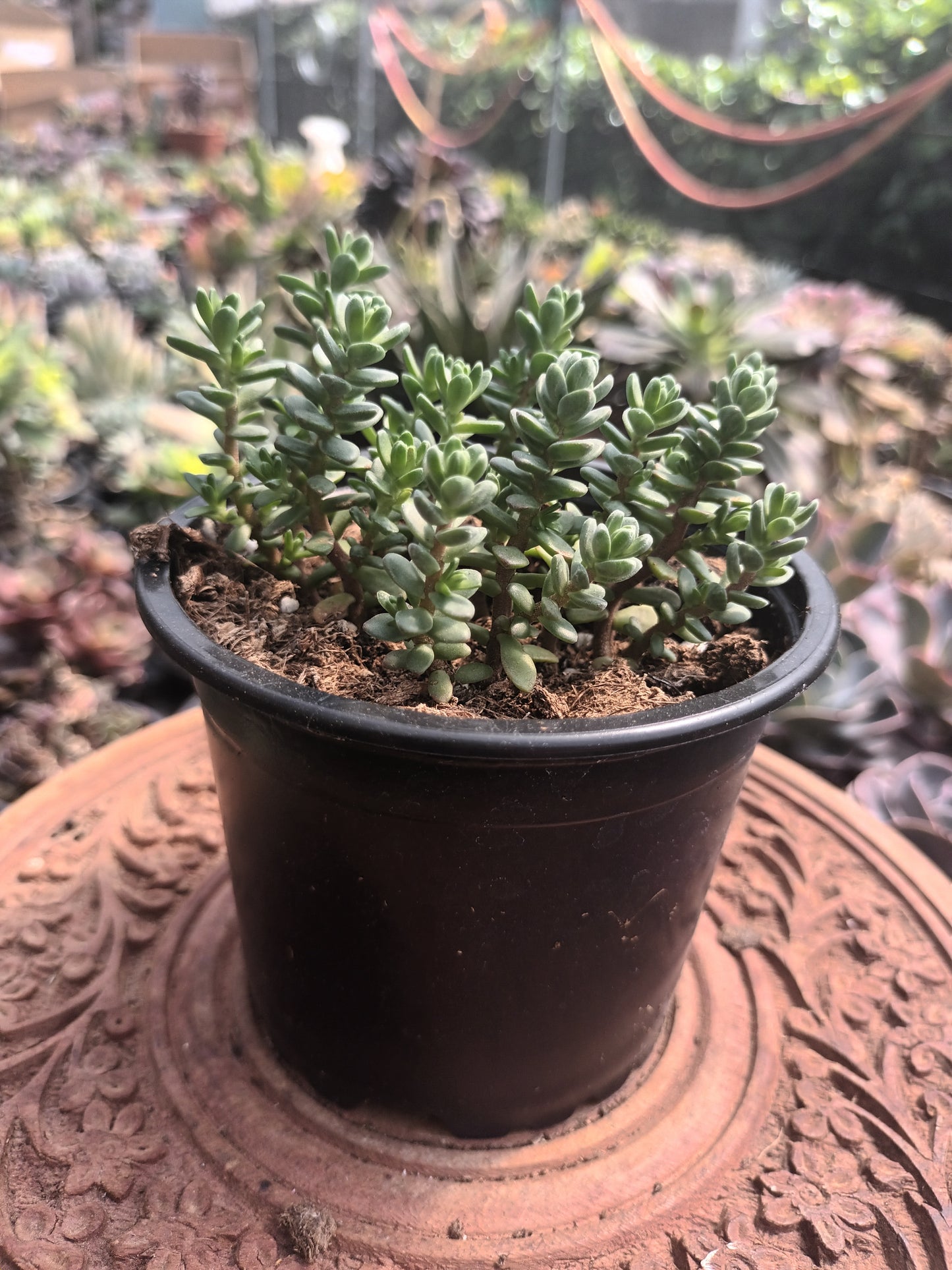 Sedum oaxacanum
