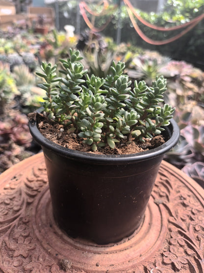 Sedum oaxacanum