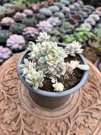 Echeveria prolífica variegata