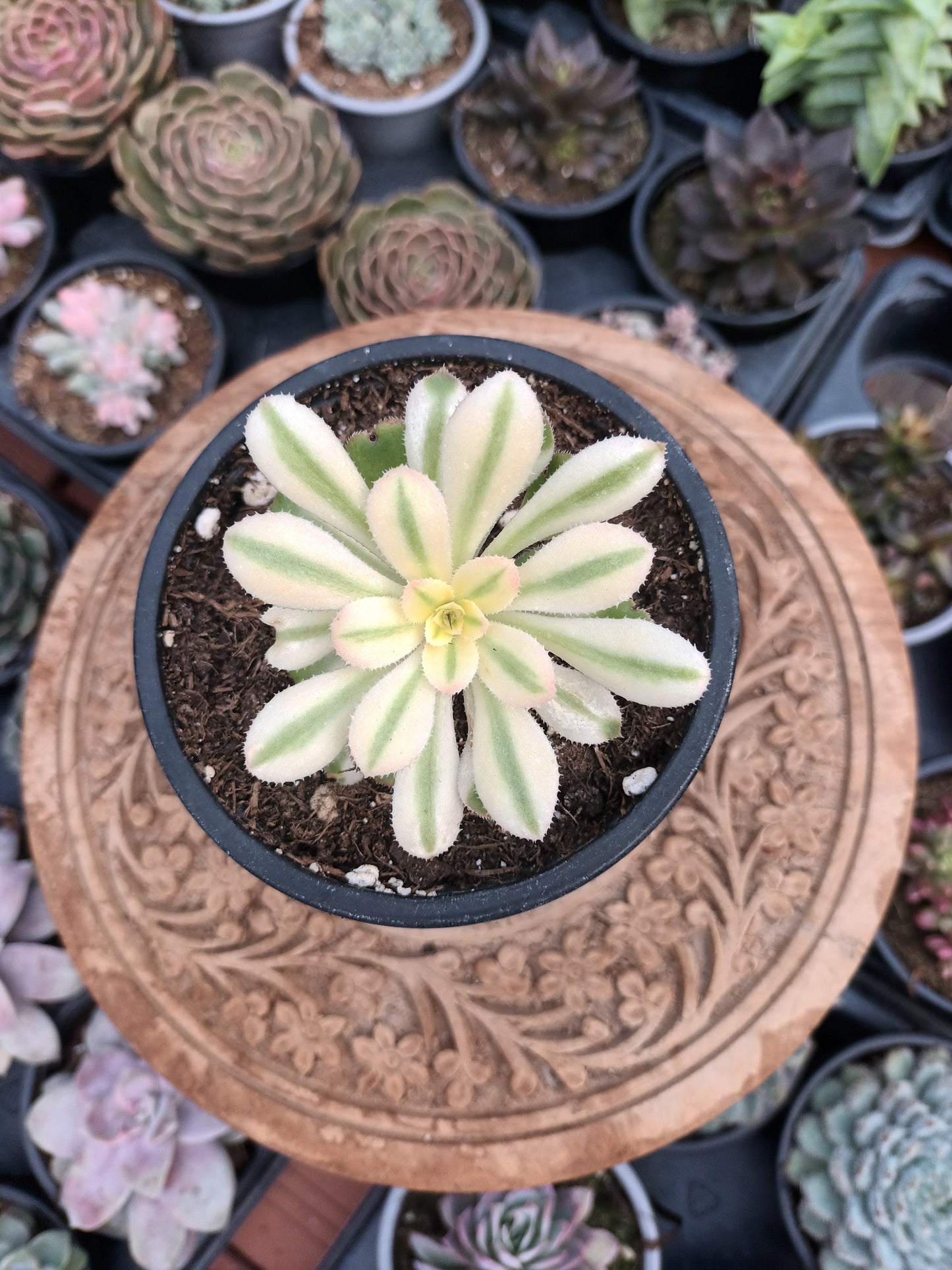 Aeonium arboreum albovariegatum