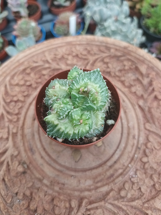 Faucaria tuberculosa monstruosa
