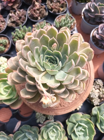 Echeveria Summer