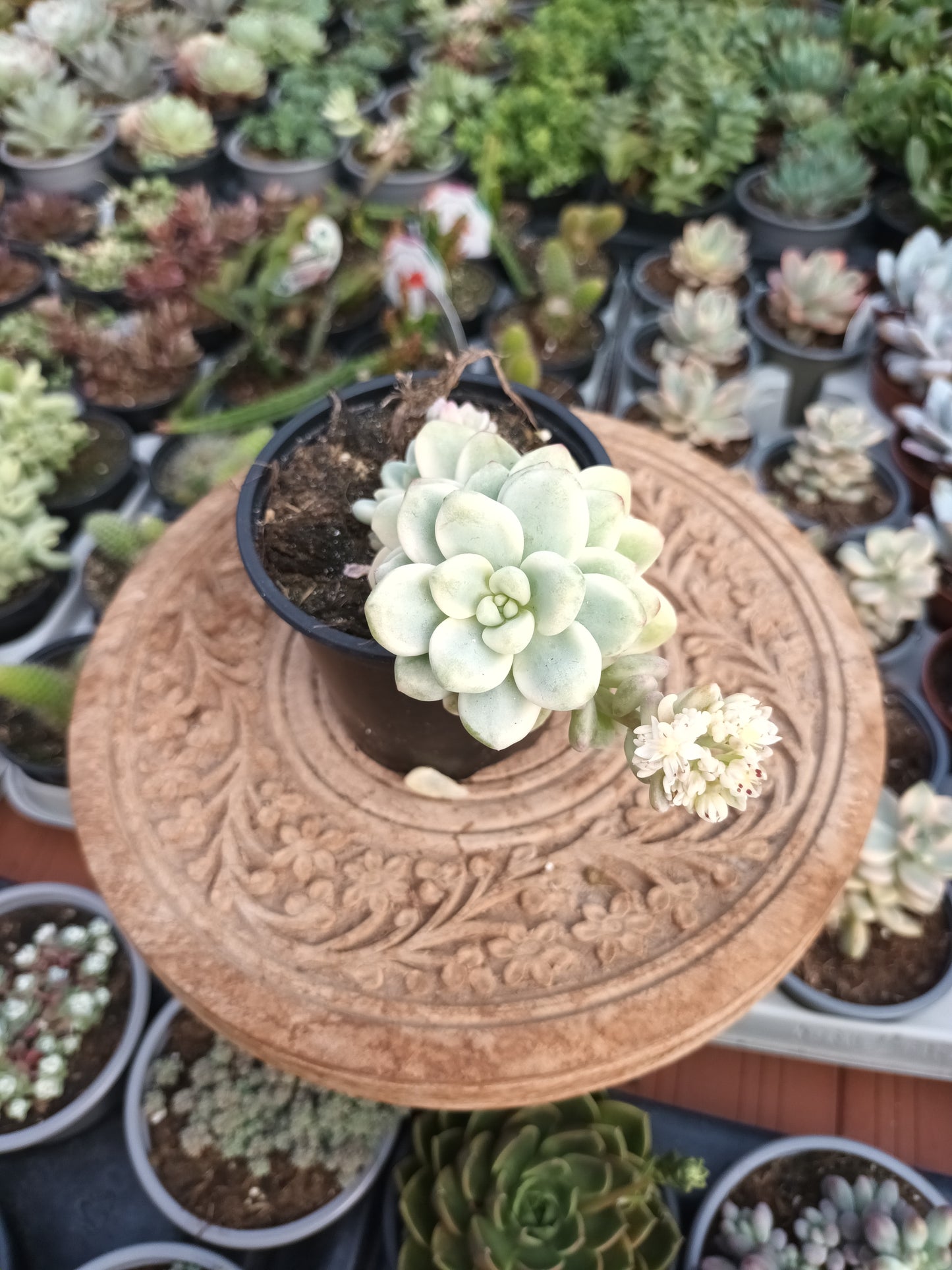 Sedum clavatum variegata