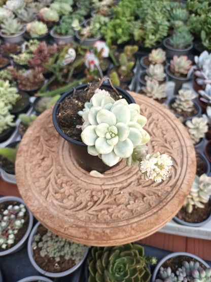Sedum clavatum variegata