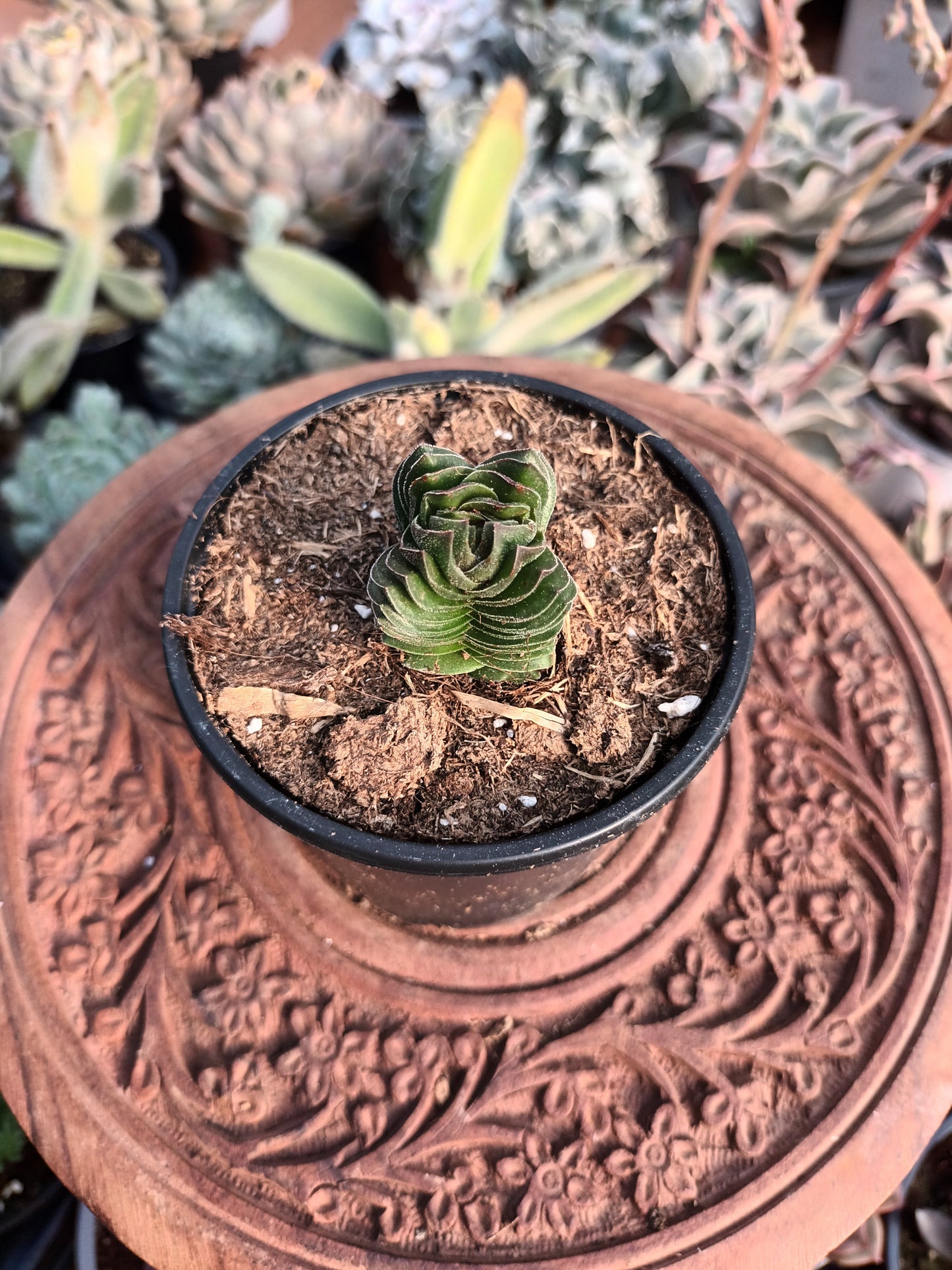 Crassula 'Templo de Buda'