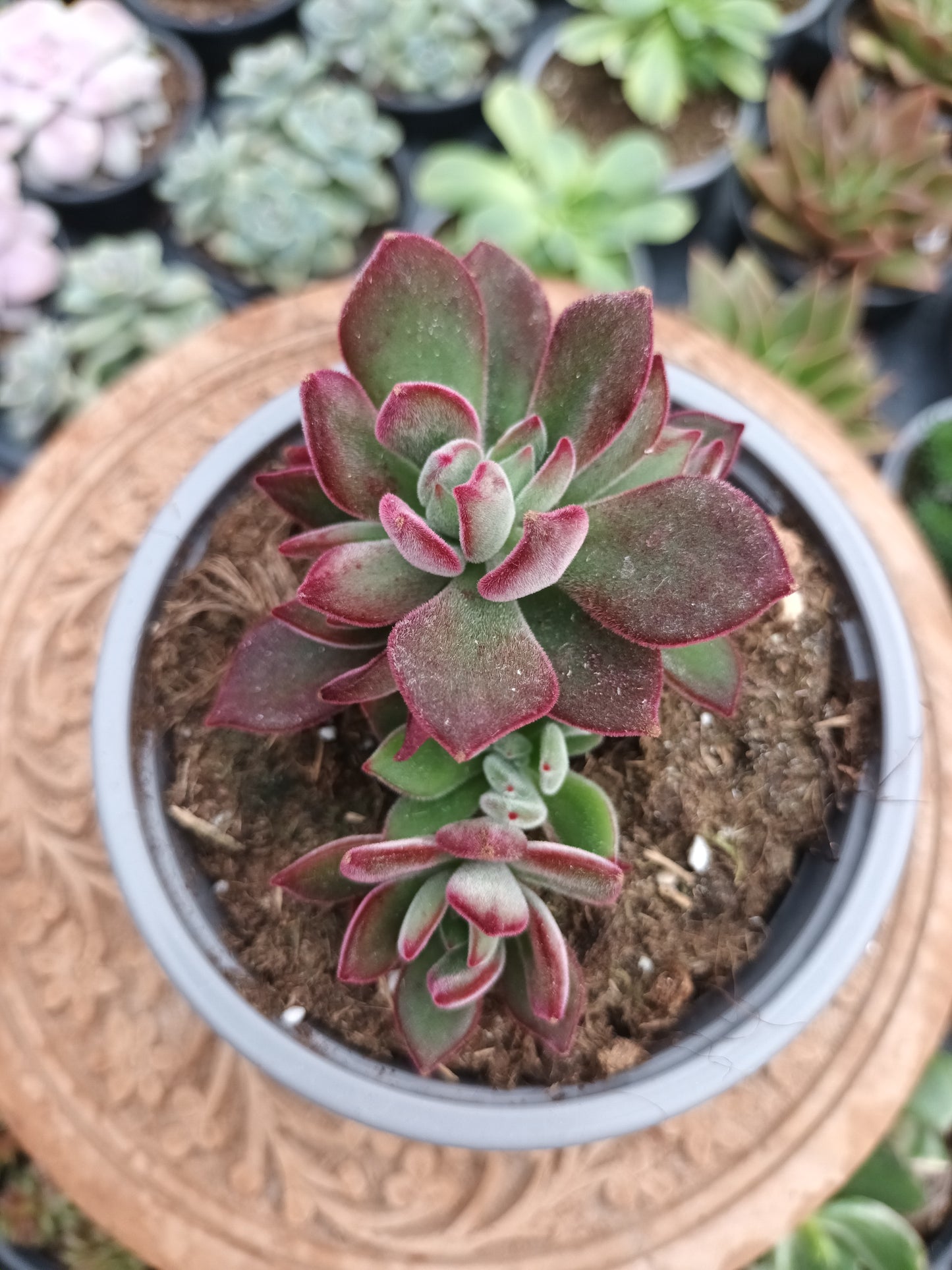 Echeveria pluvinata devotion
