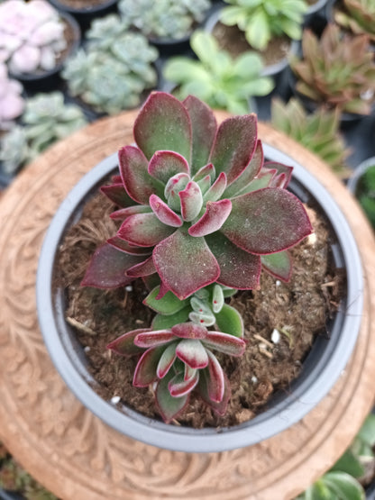 Echeveria pluvinata devotion